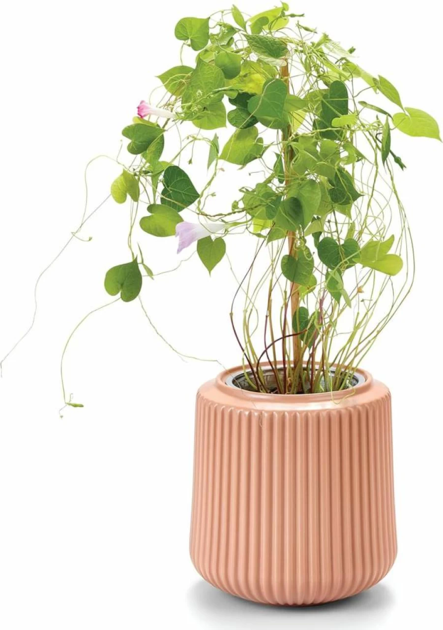 Modern Sprout Daisy Daydream Self-Watering Hydroponic Flower Grow Kit - Ceramic Indoor Planter with Gardening System for Home Decor, Unique Plant Gift for Women & Men