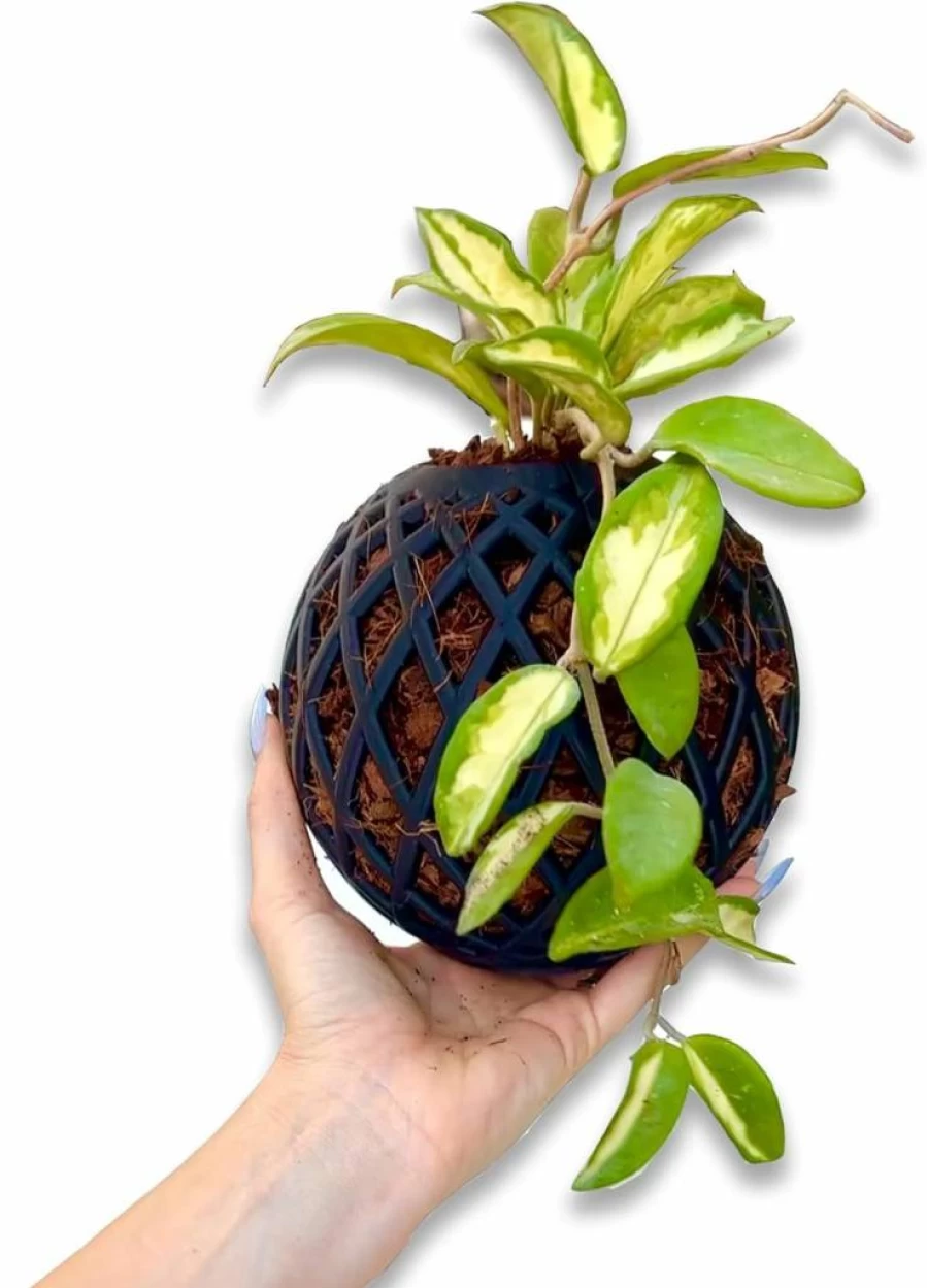 Beyond Beleaf 2 Pack Medium Kokedama Hanging Ball Kit with Chains - Air Plants & Orchids Indoor Garden Set Includes Coco Chip Growing Media - Black Decorative Planter for Home Decor