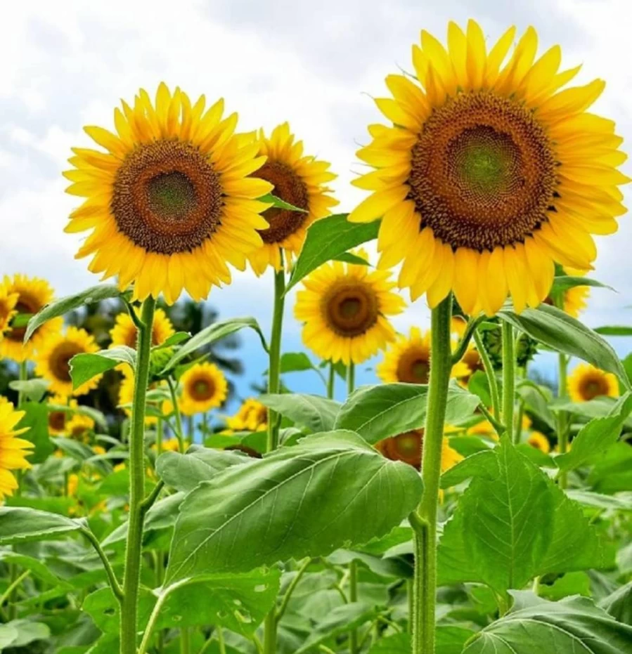 Axel's Garden Seeds Mammoth Sunflower Seeds for Planting - 50 Non-GMO Heirloom Giant Sunflower Seeds with Planting Guide - Perfect Gardening Gift for Home Garden