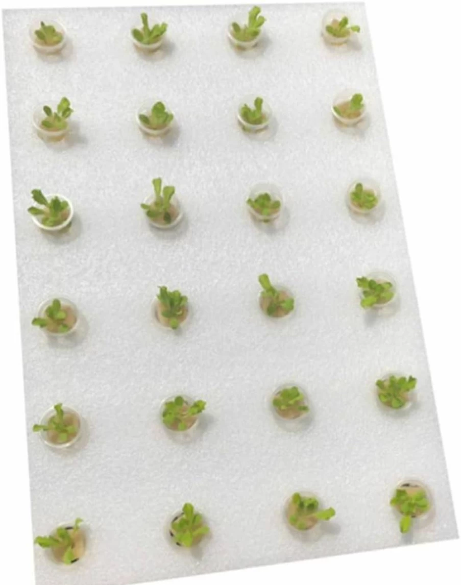 Kisangel 24-Hole Hydroponic Growing Kit with Sponge & 32mm Planting Tray for Indoor Gardening